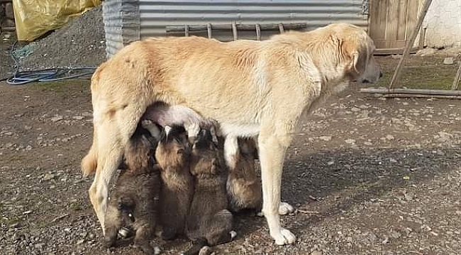 Yavru köpekler annelerine kavuştu