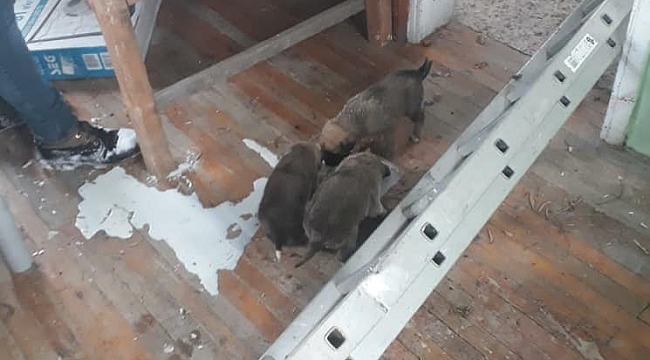 Yavru köpekler için seferber oldular
