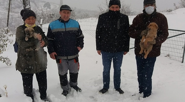 Yavru köpekler kurtarıldı