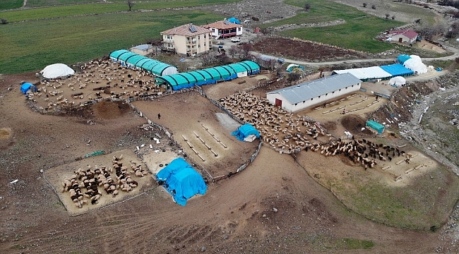 Yüzlerce kuzunun anneleriyle duygusal buluşması