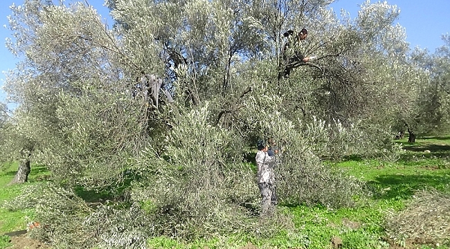 Zeytin ağacının soğuk havaya da ihtiyacı var