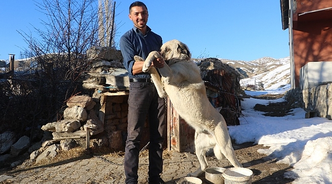 2 kangal sürüye yaklaşan ayıyı böyle kovaladı