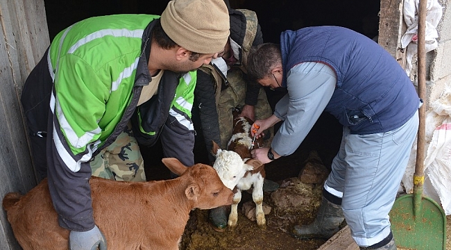 3 bin 818 büyükbaş hayvan aşılandı