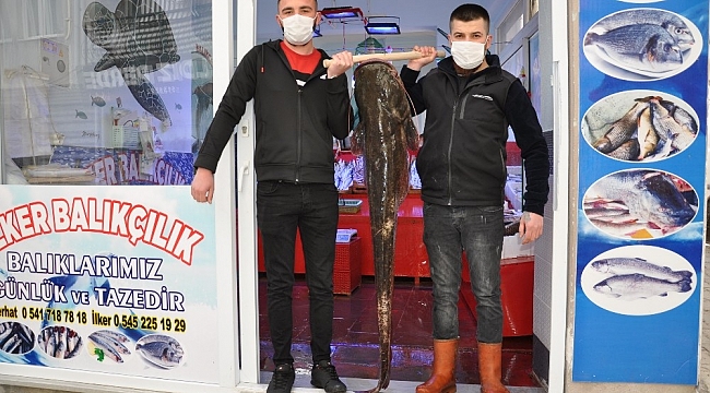40 kiloluk dev yayın balığı ilgi odağı