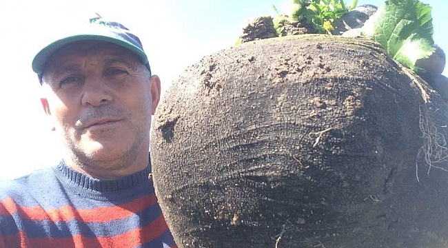 6.5 kiloluk turp görenleri hayrete düşürüyor