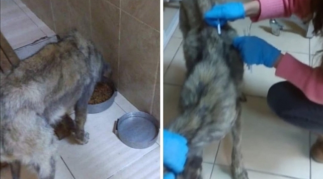 Aç kalan köpeğe sıcak yuva