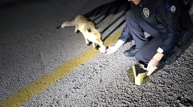 Aç kalan tilkiyi polisler besledi