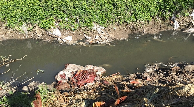 Adana'da tek tırnaklı hayvan başı ve kemikleri bulundu