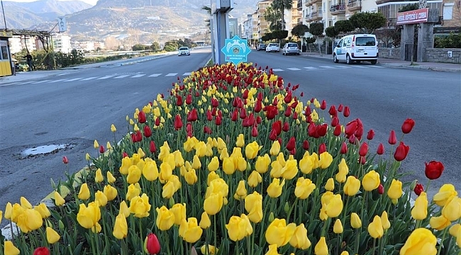 Alanya'da baharın müjdecisi çiçekler açtı