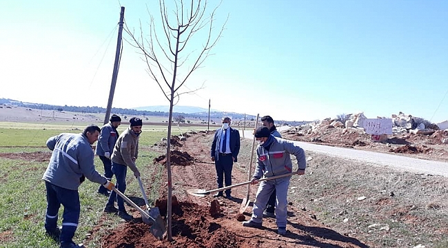 Altıntaş-Gediz yolunda ağaçlandırma çalışmaları