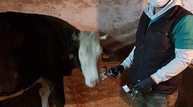 Altıntaş'ta ''Şap'' aşısı kampanyası