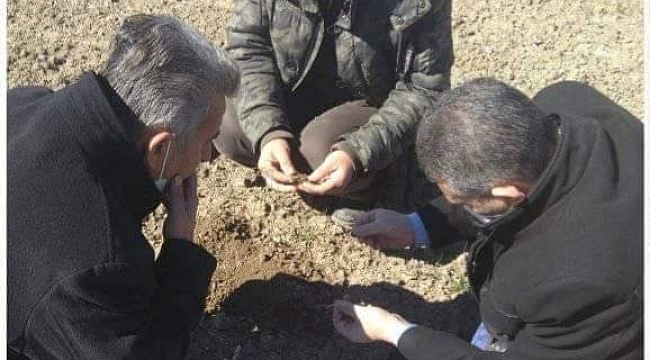 Altıntaş'ta buğday zararlısı kurt kontrolleri
