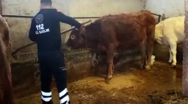 Amasya'da 112 ekibi, karantinadaki yaşlı kadının ineklerini besledi