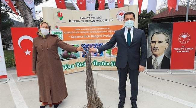 Amasya'da incir, elma ve kiraza alternatif olacak