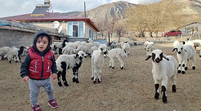 Ana kuzularının oyun keyfi