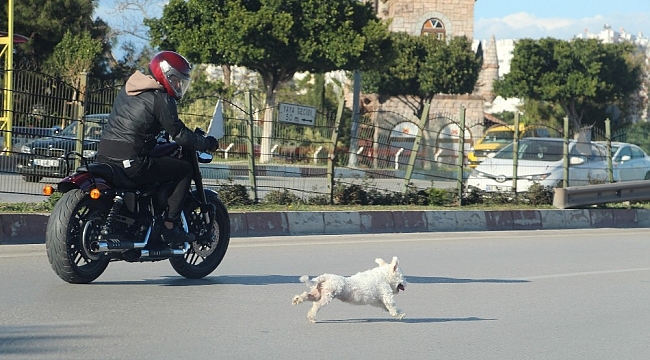 Antalya'da sahibini kaybeden köpek trafiği birbirine kattı