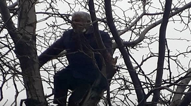 Arı kovanları ve ormanları yaktığı gerekçesiyle ceza gelen vatandaş, intihar için ağaca çıktı