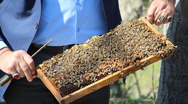 Arılar çiçekle buluştu, yetiştiriciyi ilaçlama korkusu sardı