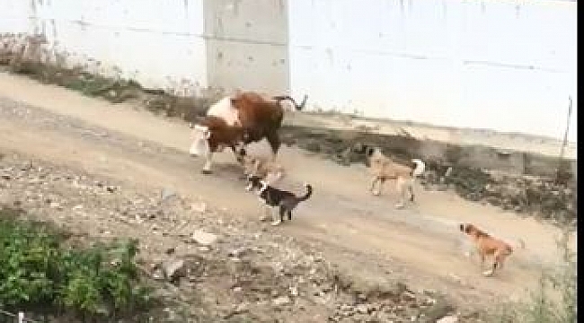 Artvin'de başı boş köpeklerin saldırdığı ineklerin zor anları