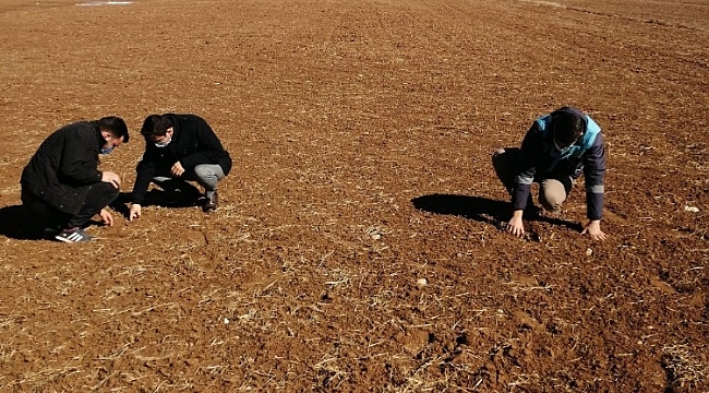 Aslanapa'da ''Zebrus'' böceği kontrolleri