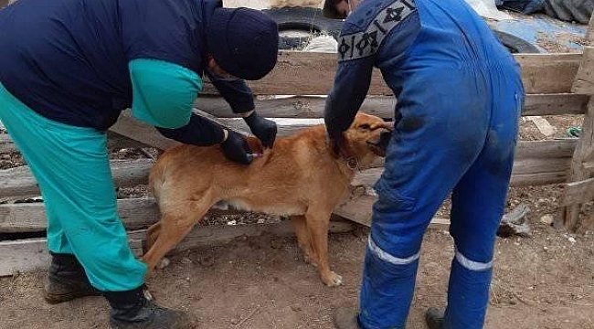 Aslanapa'da kuduz ve çiçek hastalığı aşı çalışmaları