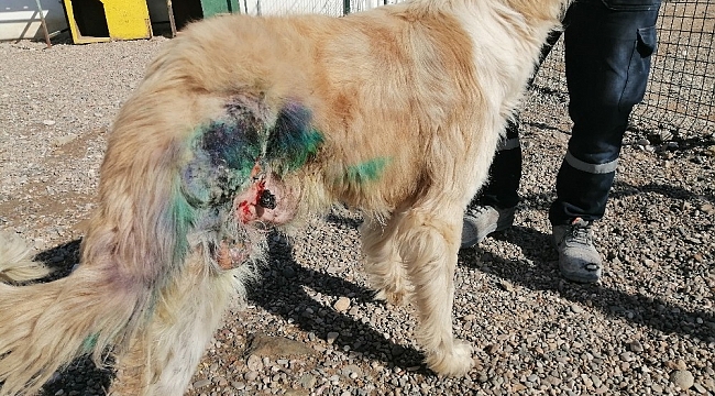 Av tüfeğiyle vurularak yaralanan köpek tedavi edildi