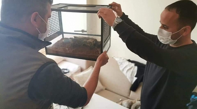 Aydın'da bir eve düzenlenen operasyonda Mısır yılanı ve trantula ele geçirildi