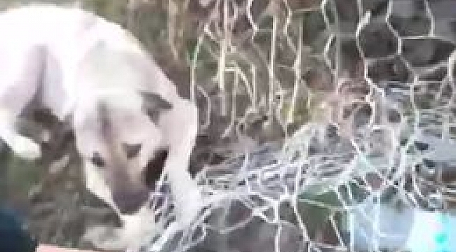 Bahçe tellerine takılan köpek kurtarıldı