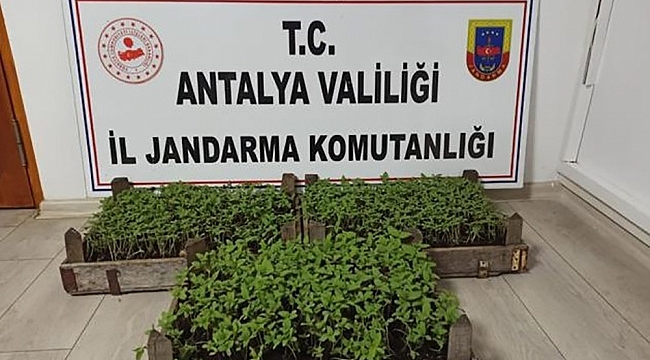 Bakla tarlasında bin 569 kök kenevir ele geçirildi