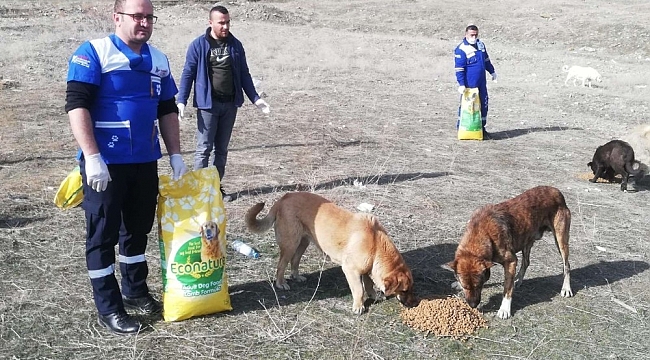 Belediye ekipleri can dostları kendi elleriyle besledi