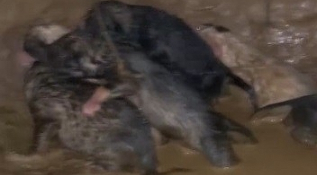 Boğulma tehlikesi geçiren yavru köpekler kurtarıldı
