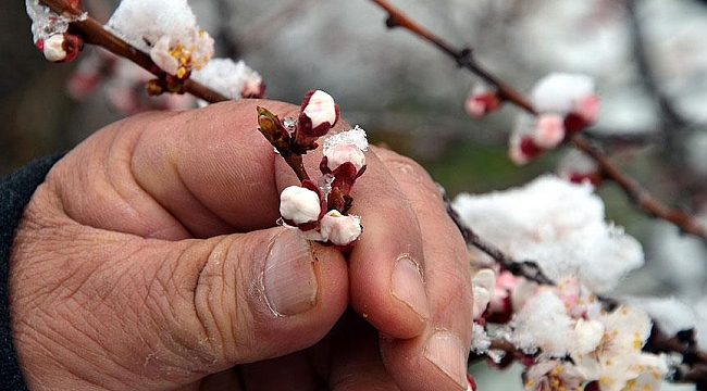 Bursa için ziraî don uyarısı