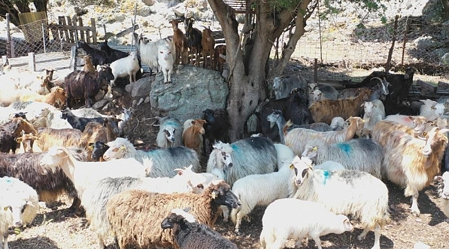 Çanakkale Birlik'ten çiğ süt raporu