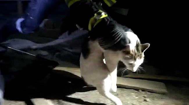 Çatı arasında 4 gündür mahsur kalan kedi kurtarıldı