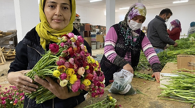 Cebinde getirdiği hediye tohumla Antalya'da üretime başladı, taleplere yetişemiyor