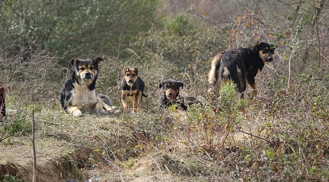 Çiğ etle beslenen köpekler mahallede tehlike saçıyor