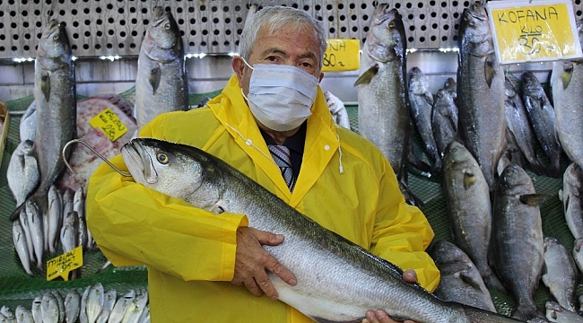 Denizlerde kofana bolluğu, ağırlığı 12 kiloya kadar çıktı