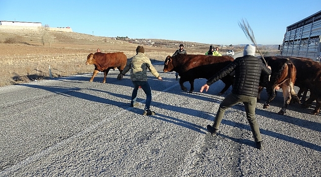 Devrilen tırdan boğalar yola kaçtı, yakalamak kolay olmadı