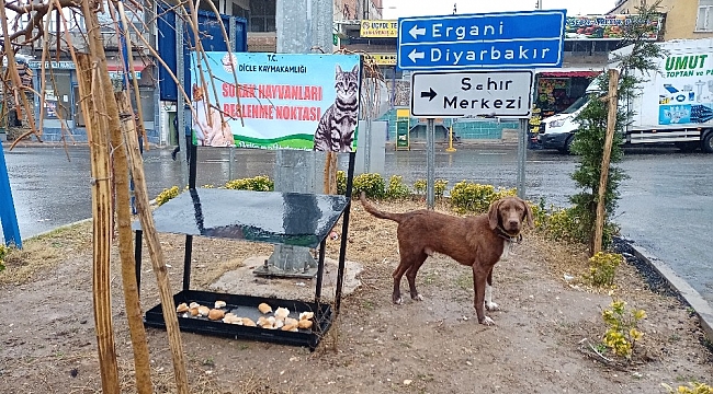 Dicle Kaymakamlığı, sokak hayvanları için beslenme noktası oluşturdu