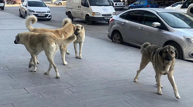 Erzincan'da sokak köpekleri tehlike saçıyor