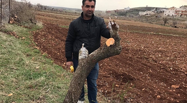 Gercüş'te meyve ağaçları aşılanmaya başlandı
