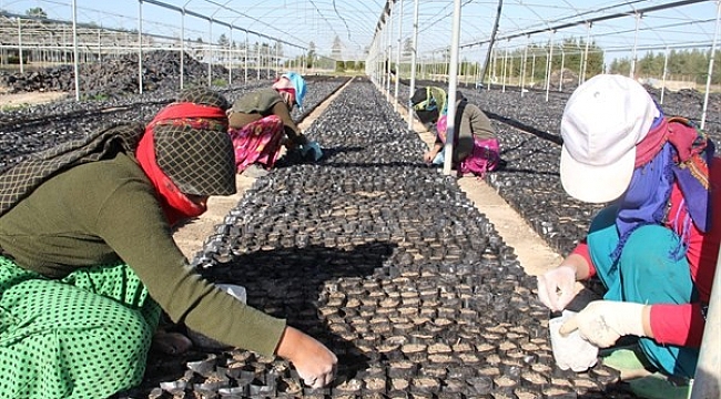 Harnupa talep fidan üretimini arttırdı