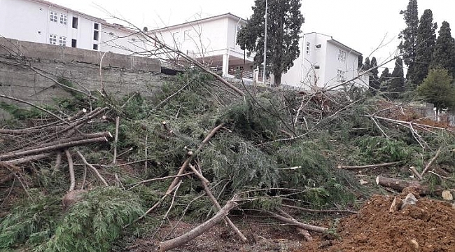 Hastane bahçesindeki ağaçların kesilmesine ilişkin valilikten açıklama