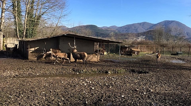 Hayvanat bahçesinden geyik çalıp öldüren 2 zanlı tutuklandı