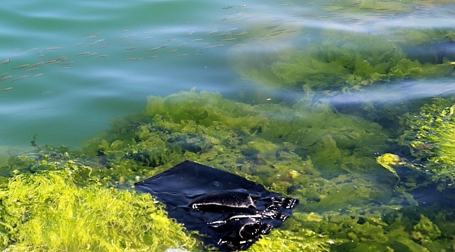 Her yıl denizlere 8 milyon tondan fazla plastik atılıyor