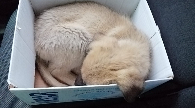 Hırpalanan yavru köpeğe zabıta şefkati
