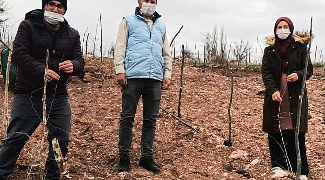 Hisarcık'ta goji berry'lerin gelişim ve durumları incelendi