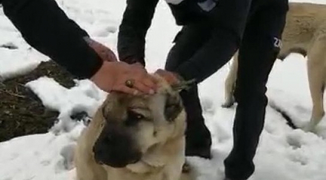 İşkence edilen sokak köpeklerine zabıtalar sahip çıktı