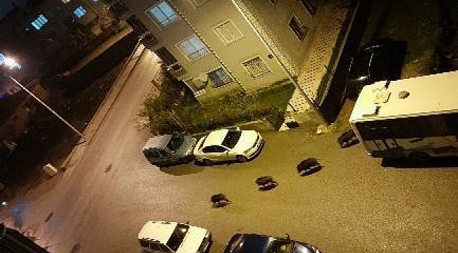 İzmir'de aç kalan domuz sürüsü şehre indi