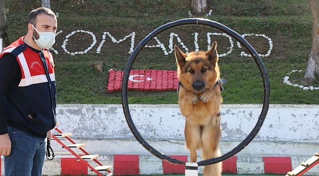 Jandarmanın süper burunları "komando" gibi eğitiliyor